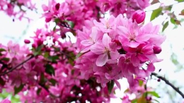 Pembe çiçekli bir elma dalı. Baharda çiçek açan elma ağacı. Çiçek açan elma ağacı.