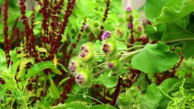 Burdock çiçekleri bahçede rüzgarda sallanıyor. Pembe çiçekli dikenli dulavrat otu. Çiçek açan tıbbi ağaç dulavratları.
