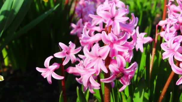 Abelha Poliniza Flor Flores Primavera — Vídeo de Stock