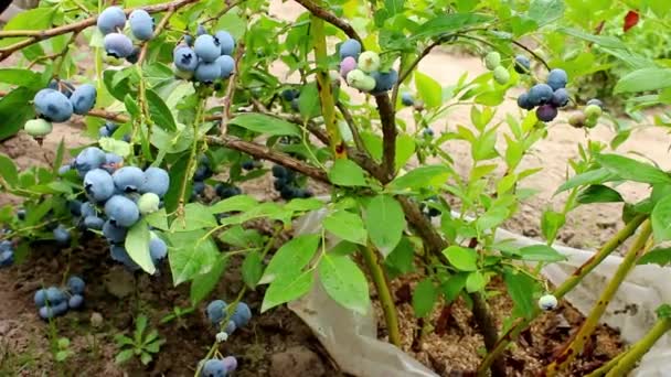 Fresh Ripe Juicy Blue Blueberry Natural Healthy Berry Concept Harvest — Stock Video