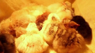 Farklı renkte uykulu yeni doğmuş bir grup tavuk bir kuvözle bir araya geldiler. Kümes hayvanları ve tavuk yetiştiriciliği. Tavuklara aşı.