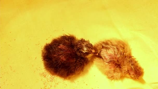 Deux Petits Poulets Nouveau Nés Différentes Couleurs Sont Regroupés Dans — Video
