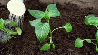 Sebze bahçesinde sulandıran taze yeşil filizle yakın plan çiftçi. Bahar bahçesi işi. Organik tarım ve ekolojik sebze yetiştirme kavramı