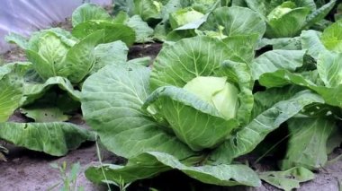 Bahçe yataklarında haşere yemiş lahana hasadı. GDO 'suz organik yiyecekler. Organik tarım ve ekolojik sebze yetiştirme kavramı