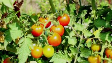 Tarlada kırmızı kiraz domatesleri. Birçok olgun ve yeşil kiraz domatesleri çalılıklarda yetişir.