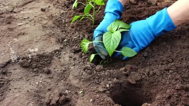 Tuinier Handschoenen Het Planten Van Een Landbouwplant Tuin Voorjaarstuinwerk Boer — Stockvideo