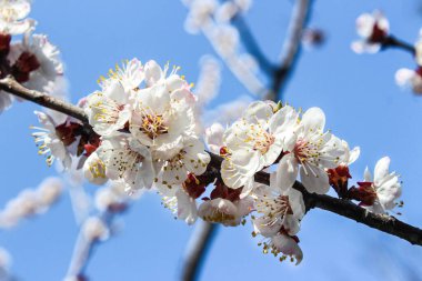 Mavi gökyüzüne karşı kiraz çiçekleri açar. Yumuşak odaklı çiçek açan kiraz dalları. Bahar doğasının güzel çiçekli görüntüsü.