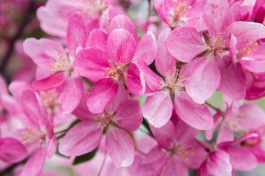 Pembe çiçekli bir elma dalı. Baharda çiçek açan elma ağacı. Yumuşak odaklı çiçek açan elma