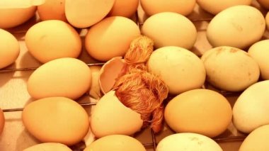 Yumurtadan çıkan küçük civciv kuluçka makinesinde yumurtadan çıkmak için son çabasını harcıyor. Bir tavuğun doğumu.