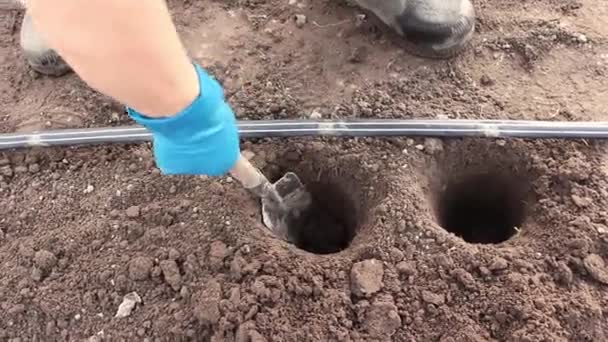 Boer Maakt Spatels Gaten Grond Voor Het Planten Van Zaailingen — Stockvideo