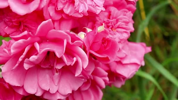 Grenen Vävande Ros Med Rosa Blommor Svänger Från Vinden Rosor — Stockvideo