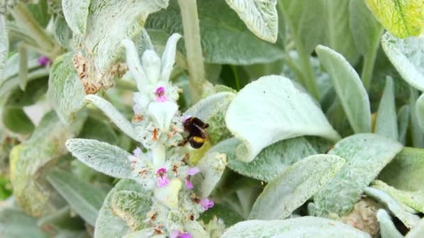 Bumblebee Zbiera Miód Kwiatów Bliska Pszczoła Zapyla Kwiat Kwiaty Wiosenne — Wideo stockowe