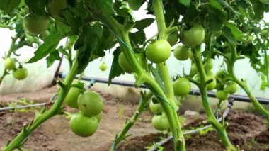 Yeşil domatesler yakın plandaki bir serada yetişiyor..