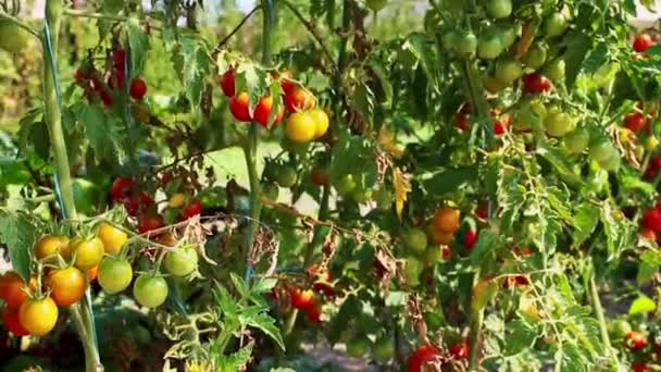 Červená Cherry Rajčata Plantážním Poli Mnoho Zralých Zelených Cherry Rajčat — Stock video