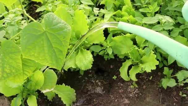 Cucumber Bushes Greenhouse Watered Close Watering Can Spring Garden Work — Stock Video