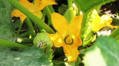 Çiçek açan kabağı kapat. Bahçede kabak var. Evin yanında bir bahçe yatağı. Çiftçilik ve hasat..