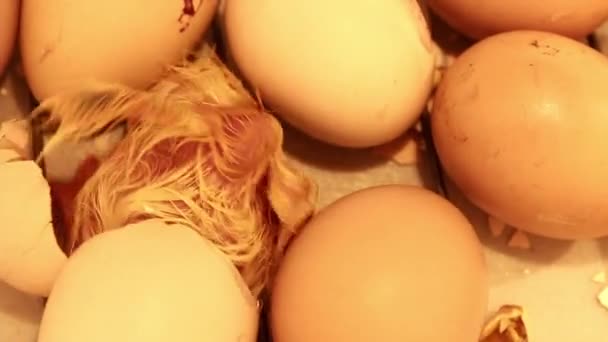 小さな孵化した雛は 保育器で卵から抜け出すための最後の努力を払っています 鶏の誕生 — ストック動画