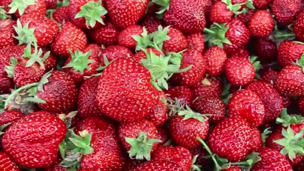 Cosecha Jugosas Fresas Rojas Maduras Bayas Verano Frutas Concepto Comida — Vídeo de stock