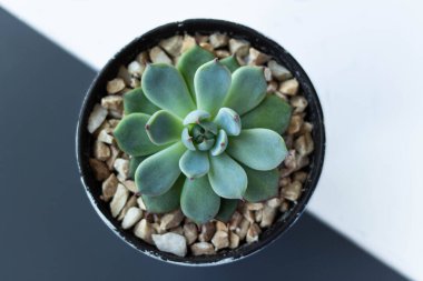 Beyaz gri arka planda dekoratif bir tencerede Echeveria. Echeveria imbricata ya da Blue Rose Echeveria 'yı kapatın, Succulent' in etrafında kahverengi bir taş var, Kaktüs Kaktüsü, Kaktaceae