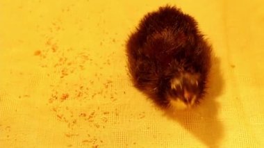 Yeni doğmuş küçük bir tavuk bir kuluçka makinesi. Kümes hayvanları ve tavuk yetiştiriciliği. Tavuklara aşı