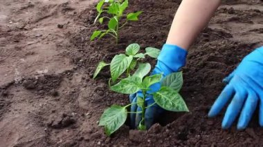 Bahçeye tarım bitkisi eken eldivenli bahçıvan. Bahar bahçesi işi. Çiftçilik ve hasat. GDO 'suz organik gıda.