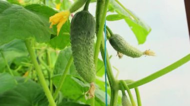 Genç, yeşil bir salatalık seradaki bir çalıya tutunuyor. İş konsepti, taze hasat, çiğ yiyecekler için vejetaryen diyeti. GDO 'suz organik gıda.