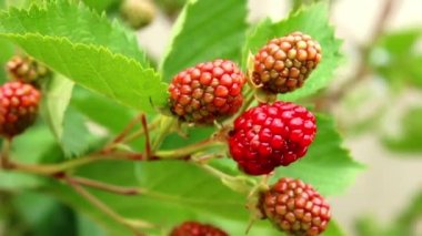 Böğürtlen çalısı bahçede yetişir. Olgunlaşmamış böğürtlenleri çalılıktan sarkan yeşil yapraklarla yakından çek..