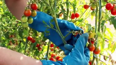 Çiftçi elleri çalılıktan olgun vişneli domatesleri topluyor. Hasat. Tarlada kırmızı kiraz domatesleri. Bir sürü olgun ve yeşil domates..