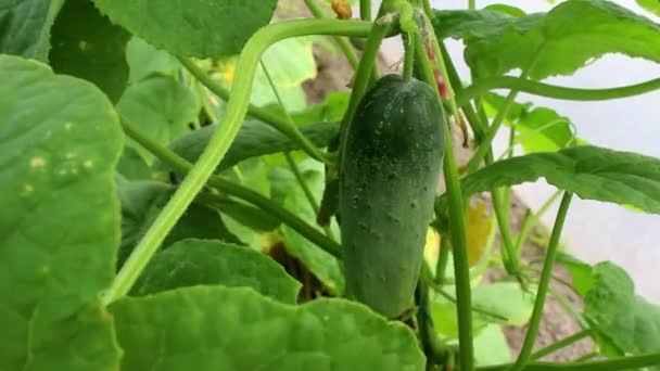 Farmers Hands Gloves Pluck Cucumber Bush Harvesting Red Cherry Tomatoes — Stock Video
