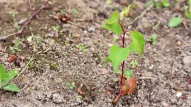Çekirdekten çıkan genç kayısı ağacı. Kayısı filizi yetiştiriyorum. Topraktan filizlenen kayısı ağacının çekirdeği ve kökü rüzgarla savruluyor. Yaklaş..