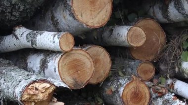 Çimlerin üzerinde bir huş ağacı yığını var. Yığınla odun kestim. Şömine için kütük yığını.