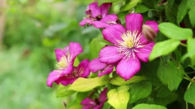 Yeşil arka plan üzerinde güzel pembe klematis çiçekleri yakın plan. Bahçede pembe klematis çiçekleri.