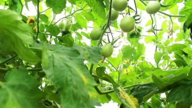 Genç, yeşil bir salatalık seradaki bir çalıya tutunuyor. İş konsepti, taze hasat, çiğ yiyecekler için vejetaryen diyeti. GDO 'suz organik gıda.