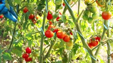 Çiftçi elleri çalılıktan olgun vişneli domatesleri topluyor. Hasat. Tarlada kırmızı kiraz domatesleri. Bir sürü olgun ve yeşil domates..