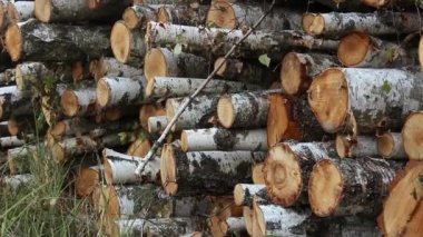 Çimlerin üzerinde bir huş ağacı yığını var. Yığınla odun kestim. Şömine için kütük yığını.