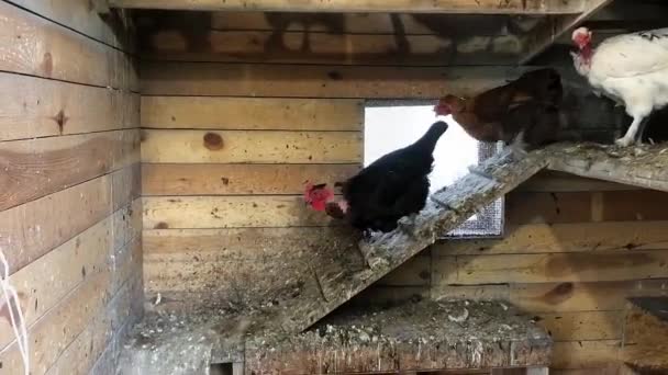 Chickens Hen House Chickens Descend Perch Group Chickens Descend Roost — Stock Video