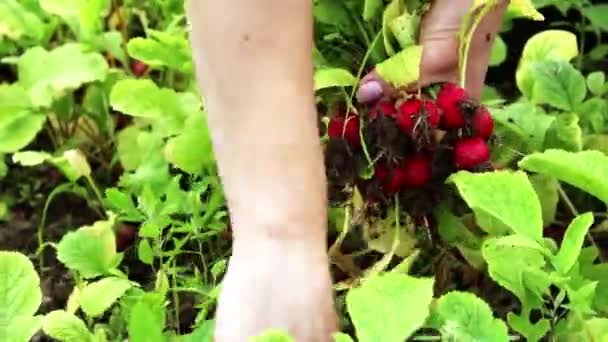 Жіночі Руки Збирають Органічну Редьку Саду Процес Збирання Органічних Овочів — стокове відео
