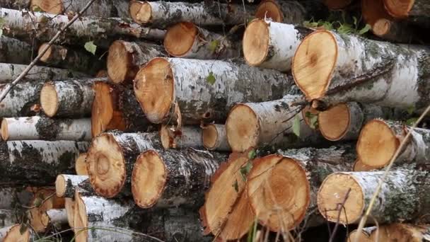 Trawie Leży Sterta Drewna Brzozowego Cięte Drewno Opał Ułożone Stosie — Wideo stockowe