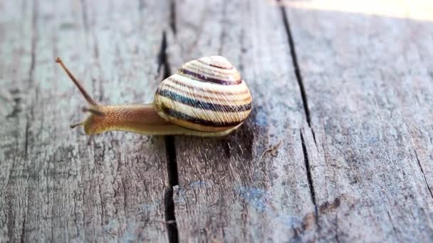 Close Striped Snail Crawling Wooden Board — Stock Video