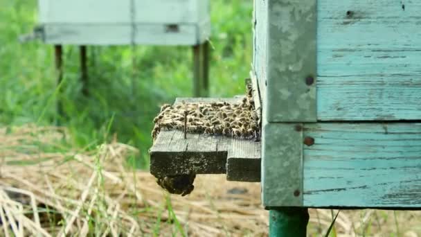 Honing Een Bijenteeltproduct Bijen Vliegen Naar Buiten Vliegen Ronde Ingang — Stockvideo