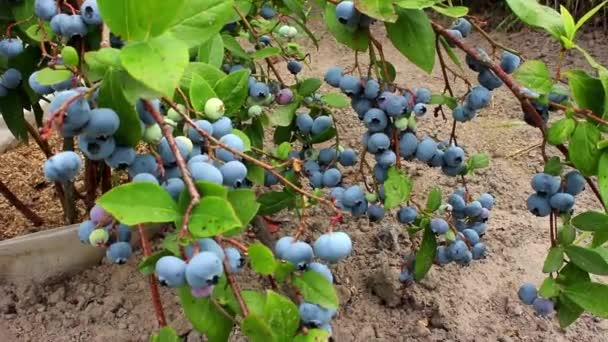 Fresh Ripe Juicy Blue Blueberry Natural Healthy Berry Concept Harvest — Stock Video