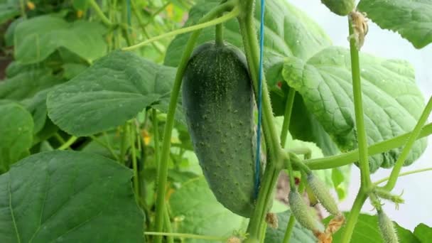 Farmer Hands Gloves Pluck Cucumber Bush Harvesting Red Cherry Tomatoes — Stock Video