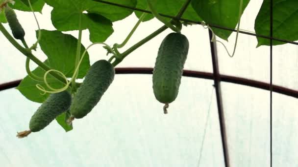 Young Green Cucumber Hangs Bush Greenhouse Business Concept Fresh Harvest — Stock Video