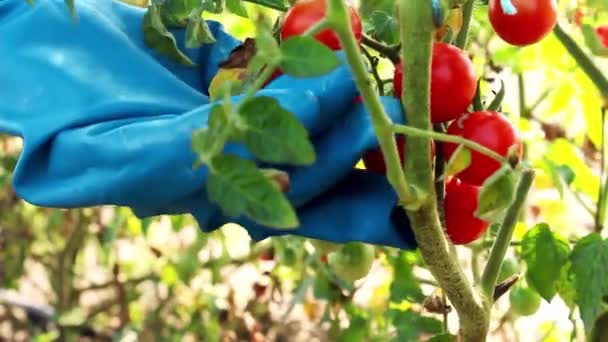 Фермерів Руки Витягують Стиглі Вишневі Помідори Кущів Збирання Врожаю Червоні — стокове відео