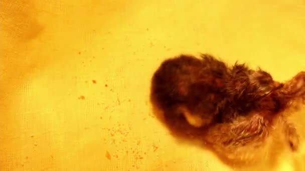 Zwei Kleine Neugeborene Hühner Unterschiedlicher Farbe Drängten Sich Einem Brutkasten — Stockvideo