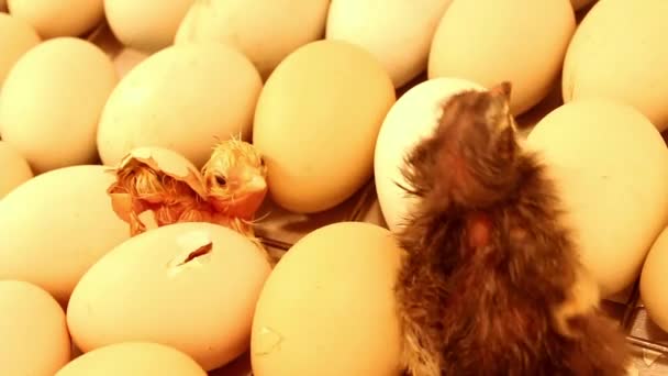 Pasgeboren Kuiken Dat Uit Een Couveuse Komt Kippeneieren Een Incubator — Stockvideo