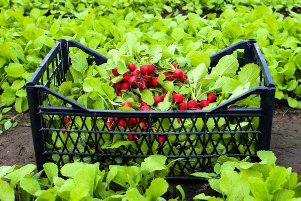 Raccolto Fresco Ravanelli Rossi Una Scatola Nella Serra Cibo Sano — Foto Stock