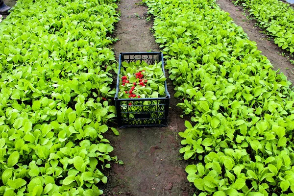 Fresh Crop Red Radishes Box Greenhouse Healthy Food Organic Farm — Stock Photo, Image