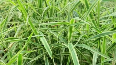 Dekoratif setin arka planı. Çizgili yeşil çimenli Sedge. Dekoratif uzun otlar, yeşil ve beyaz çizgili yapraklar..