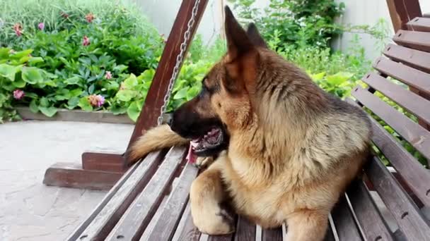 Alman Çoban Köpeğinin Namlu Ağzı Çerçeveye Bakıyor Büyük Sevimli Siyah — Stok video